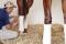 NEW! USA Polo Leg Wraps for Horses Set of 4 EQUINE TEXTILES Fleece Bandages